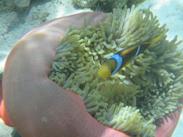 מלון Tapu' amu La Perle Tahaa מראה חיצוני תמונה